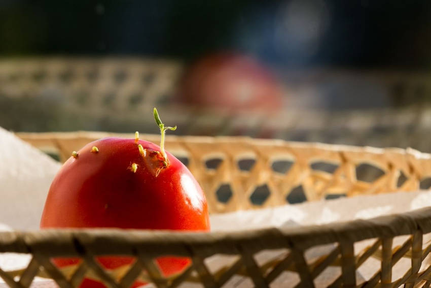 Tomato Shooting